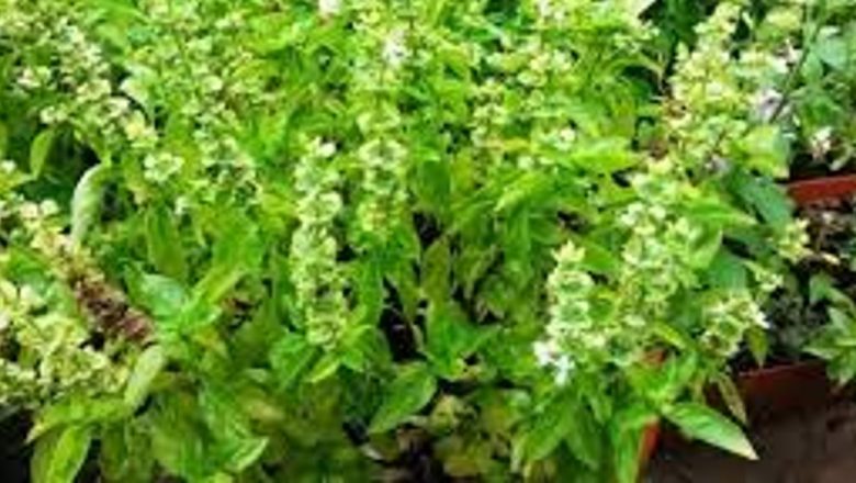 Plantele care înlătură energiile negative: Un ghid complet pentru sănătatea spirituală și emoțională