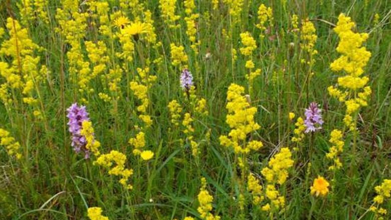 Descoperirea Sânzienelor: Remediul Natural pentru Sănătatea Tiroidiană și Nu Nu Numai