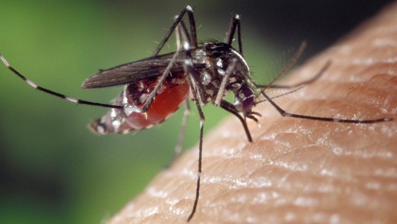 Cum să ne apăram eficient împotriva infecțiilor cauzate de înțepăturile de țânțari: Ghid complet de prevenție