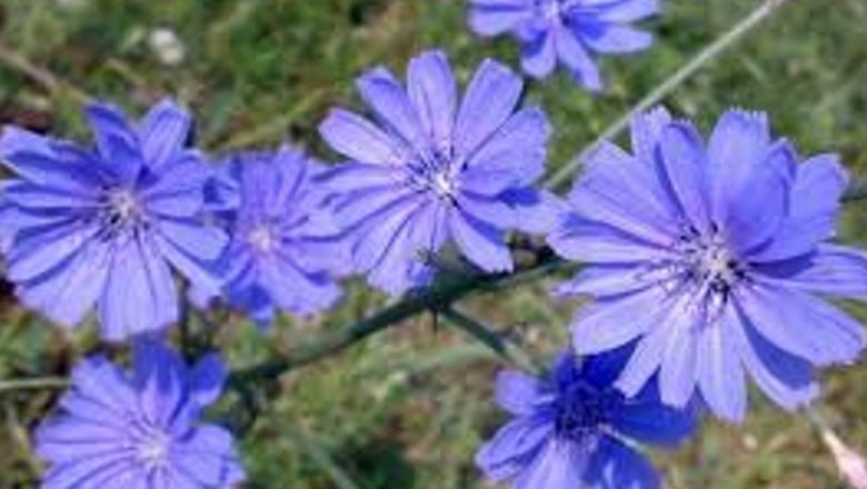 Cicoarea: O Plantă Terapeutică cu Beneficii Remarcabile pentru Sănătate