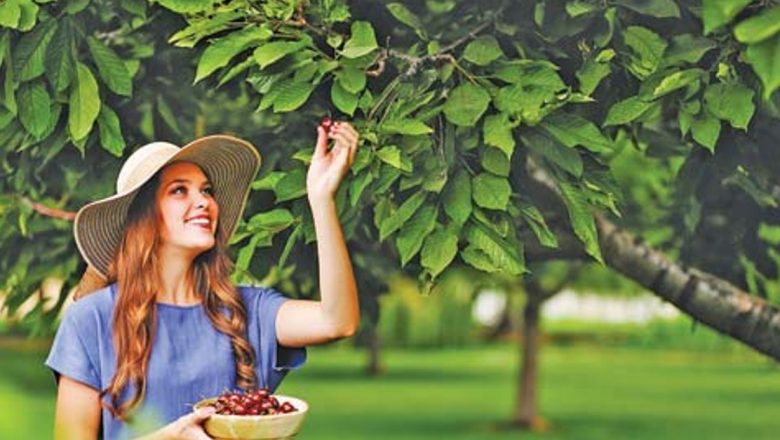 Vișinele: Superfructe cu Beneficii Remarcabile pentru Sănătatea Inimii și Nu Numai
