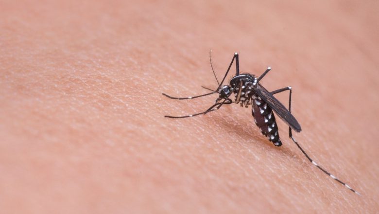 Remedii de Casă Eficiente pentru Înțepăturile de Insecte: Soluții Naturale pentru Disconfortul Estival
