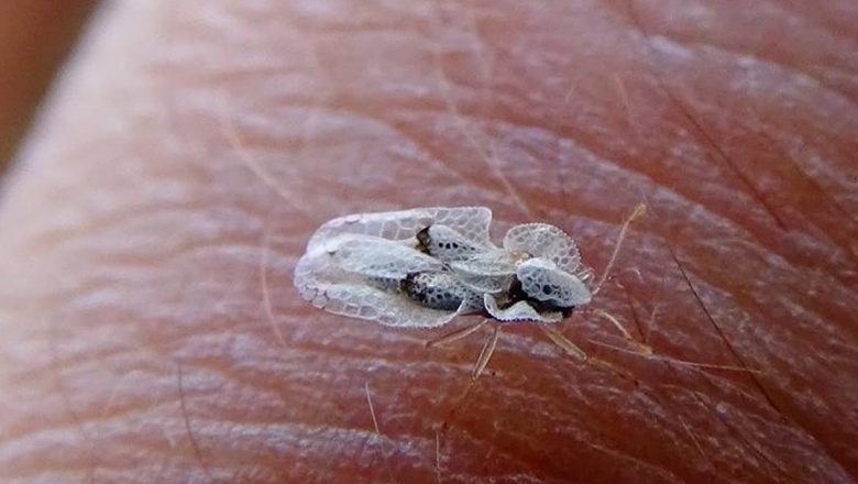 Tigrul Platanului: O Amenințare Crescândă și Cum Ne Protejăm de Înțepăturile Acestei Insecte