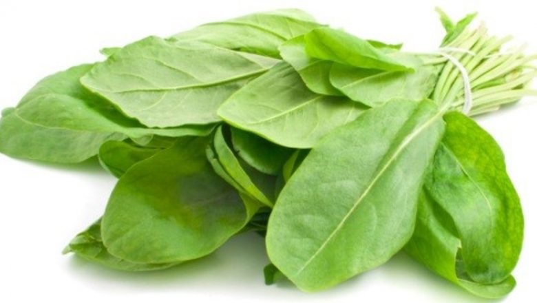 Măcrișul: O Plante Medicinală cu Beneficii Remarcabile pentru Sănătate și Regenerarea Hepatică