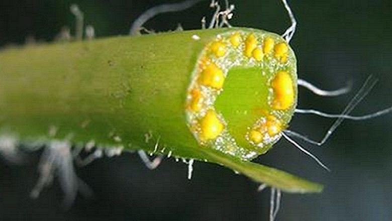 Negii și Verucile: Înțelegerea, Tratarea și Remediile Naturale Eficiente