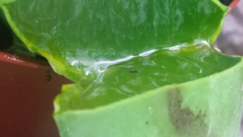 Aloe Vera: Planta Miraculoasă cu Beneficii Dovedite pentru Sănătate și Frumusețe