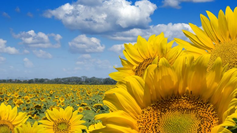 Floarea-soarelui: Beneficiile surprinzătoare ale plantei minune pentru sănătate