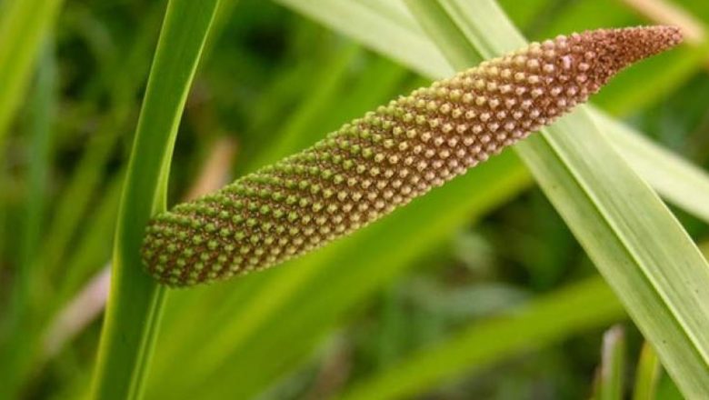 Obligeana: Planta miraculoasă care luptă împotriva cancerului de colon și îmbunătățește sănătatea gastrointestinală