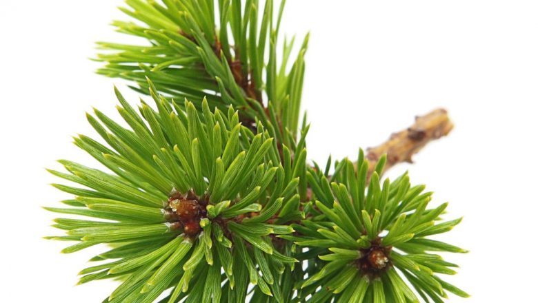 Bradul și pinul: remedii naturale cu beneficii terapeutice remarcabile