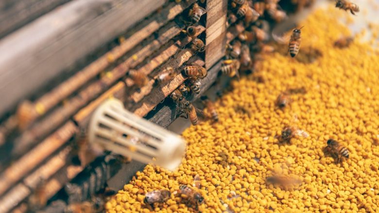 Descoperirea Beneficiilor Polenului: Un Remediu Natural pentru Insomnie și Nu Numai