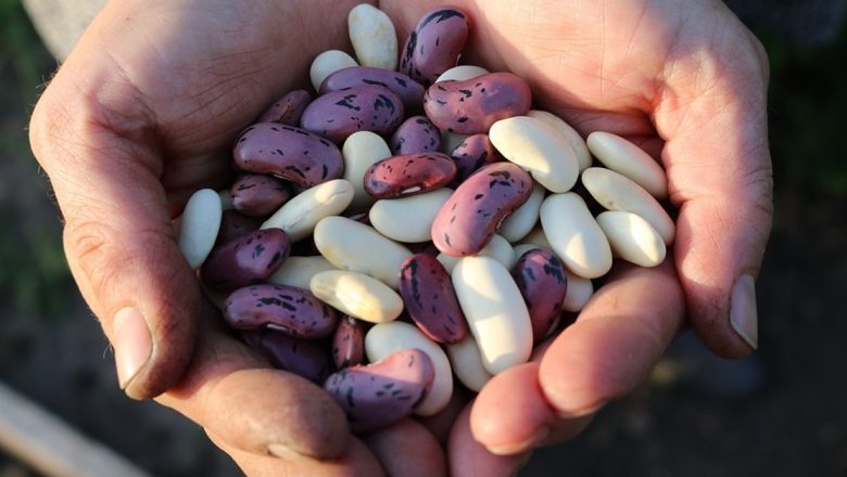 Ghidul Complet al Proteinelor Vegetale: Cele Mai Bogate Surse pentru Vegetarieni