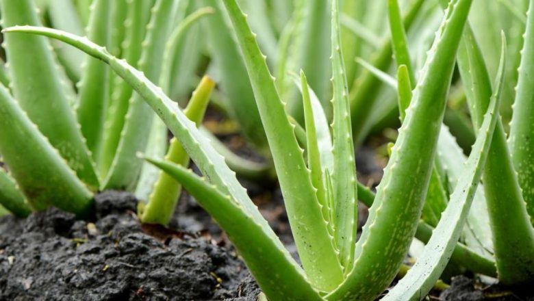 Aloe Vera: Planta Minune cu Beneficii Terapeutice Diverse