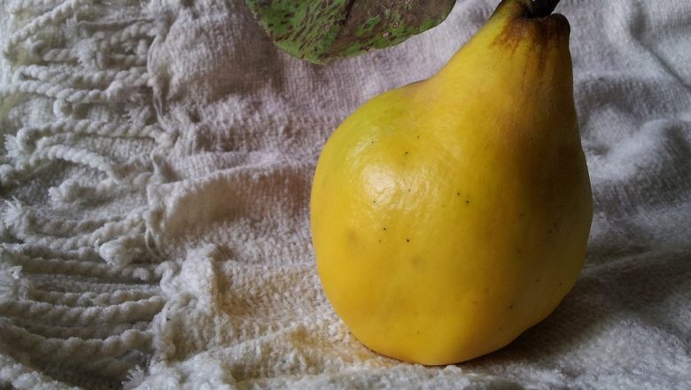 Gutuia: Fructul Medicinal al Toamnei – Beneficii și Proprietăți Terapeutice Remarcabile