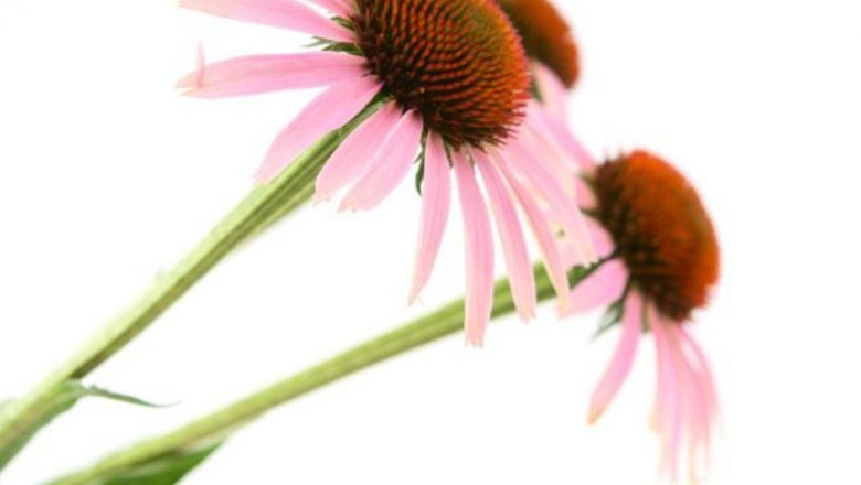 Remedii Naturale pentru Gripă: Plante care Grăbesc Însănătoșirea