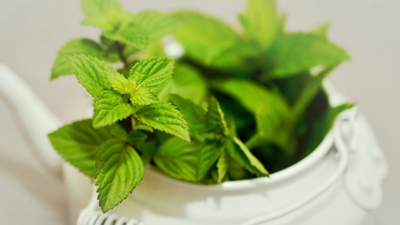 Aromele Naturii: Cum Plantele Pot Stimula Energia și Concentrarea