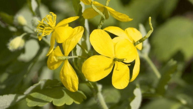 Remedii Naturale Eficiente pentru Îndepărtarea Negilor: O Analiză Detaliată