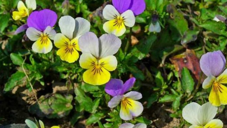Trei frați pătați: O comoară naturală pentru detoxifierea și revigorarea organismului