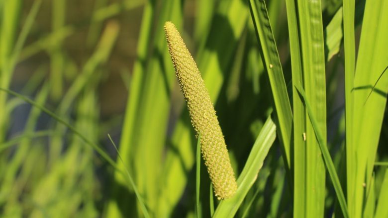 Obligeana: Comoara Verde a Sănătății Digestive și Nu Numai