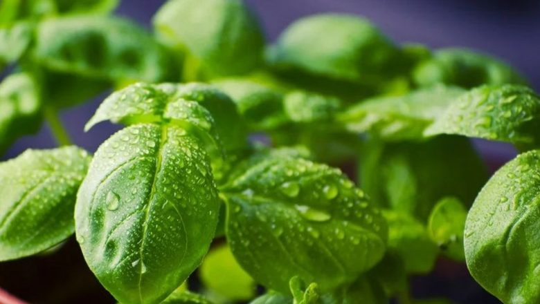 Busuiocul: Miracolul Verde în Combaterea Infecțiilor Bacteriene și a Inflamațiilor