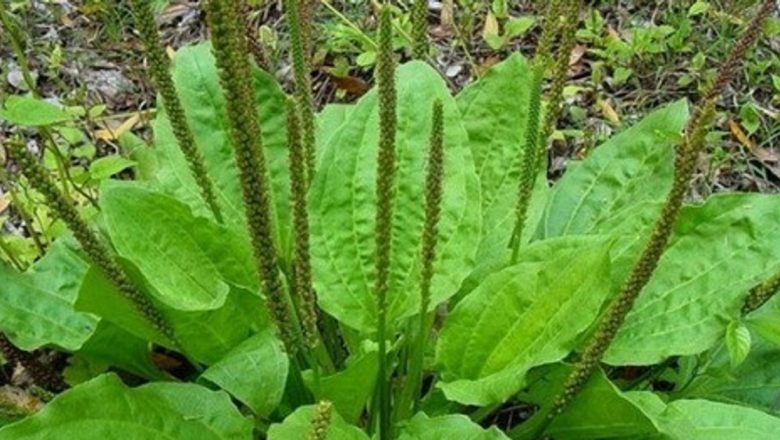 Pătlagina: Planta Miraculoasă care Vindecă Tusea, Bronșita și Infecțiile Pielii