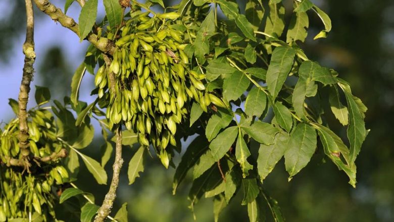 Frasinul: O Comoară a Naturii pentru Sănătatea Organismului