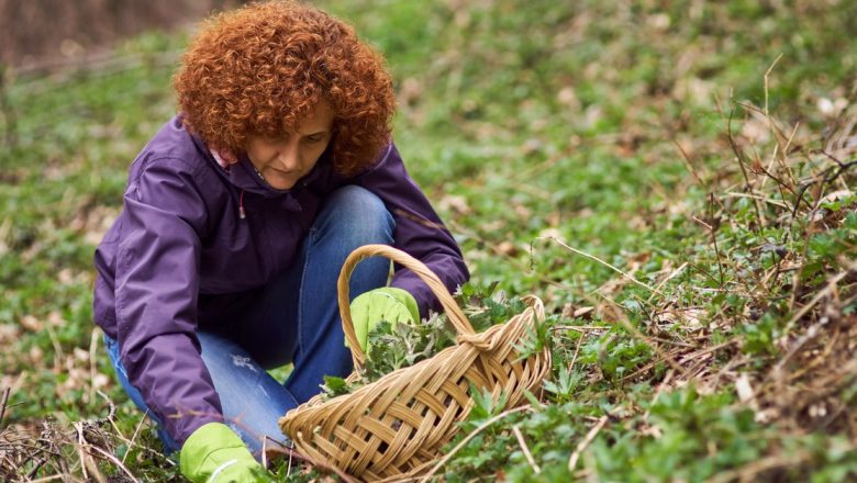 Urzicile: Beneficiile Acestor Superalimente de Primăvară