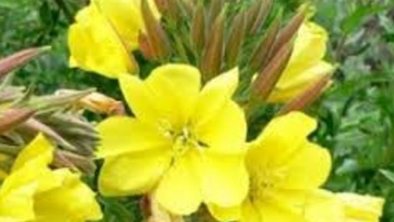 Luminița nopții: Regina leacurilor și puterea ei terapeutică