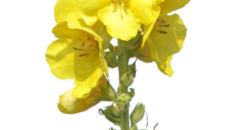 Remedii din lumânărică: O abordare naturală pentru sănătate acasă