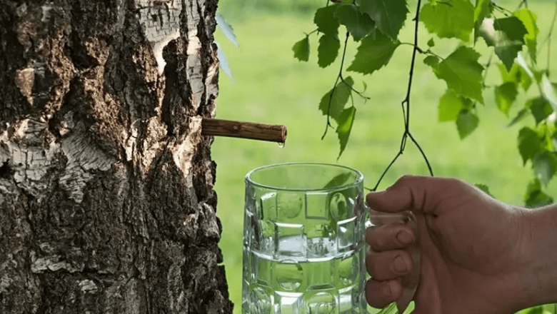 Seva de mesteacăn: Elixirul naturii care energizează și revitalizează organismul