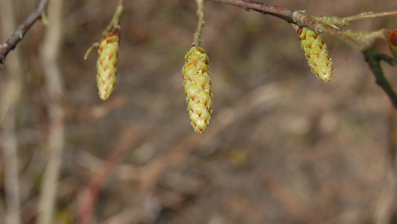 Puterea terapeutică a mugurilor: O călătorie în lumea remediilor vegetale