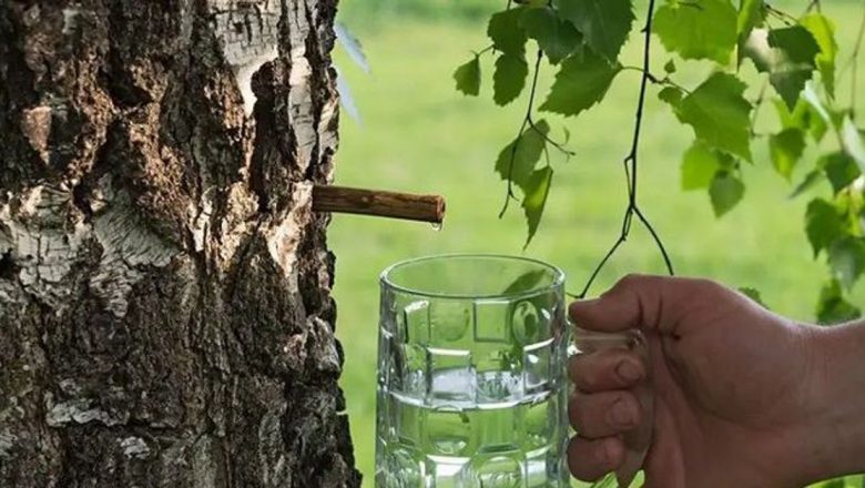 Seva de mesteacăn: Băutura zeilor care energizează organismul și îmbunătățește starea de bine