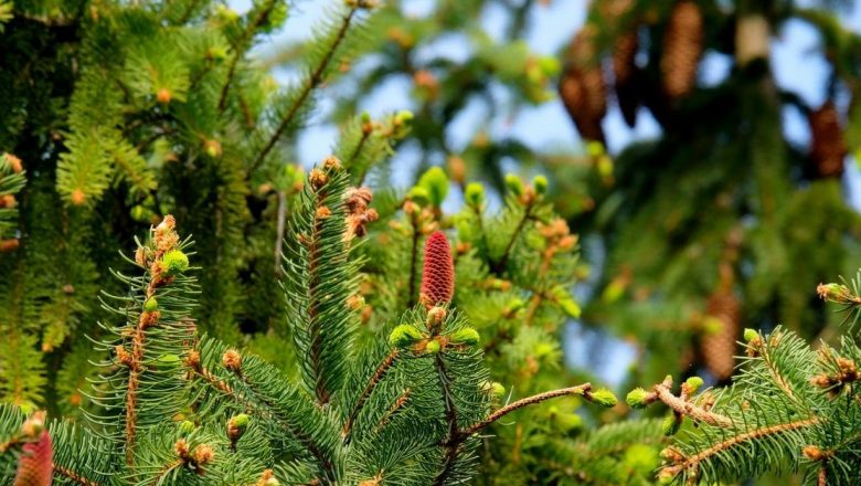 Mugurii de brad și alte remedii vegetale: o călătorie în lumea naturii și sănătății