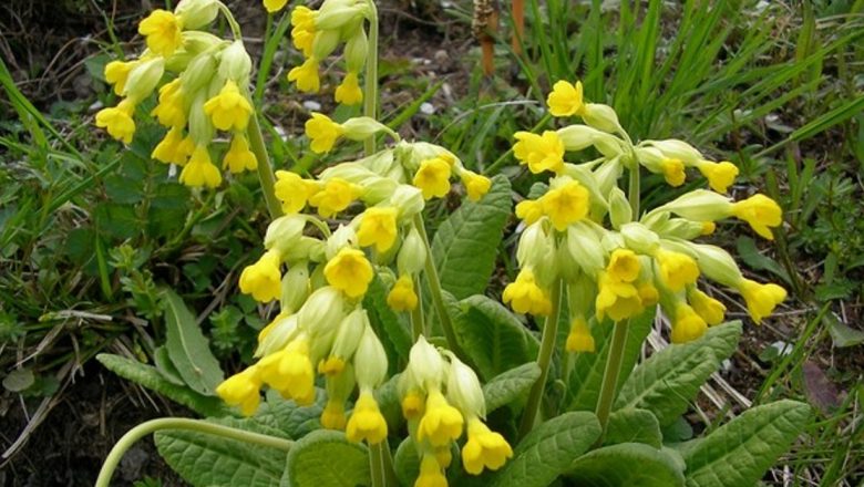 Plantele lunii aprilie: Remedii naturale pentru prevenirea bolilor grave