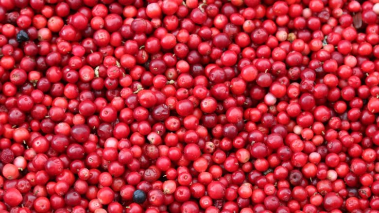 Beneficiile Merişorului: Un Remediu Natural pentru Infecţiile Urinare şi Mai Mult