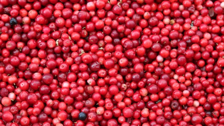 Beneficiile Merişorului: Un Remediu Natural pentru Infecţiile Urinare şi Nu Numai