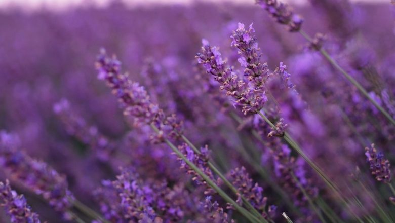Ceaşca de sănătate: Plantele miraculoase care combat astenia de primăvară