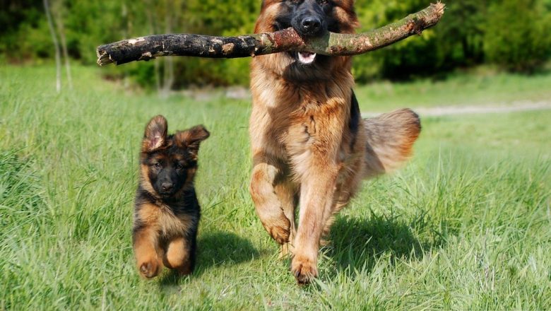 Cum să Menții un Câine Activ: 5 Strategii Eficiente pentru Stimularea Fizică și Mentală