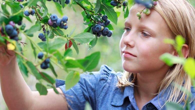 Coacăzele Negre: O Comoară Nutrițională pentru Imunitate și Memorie