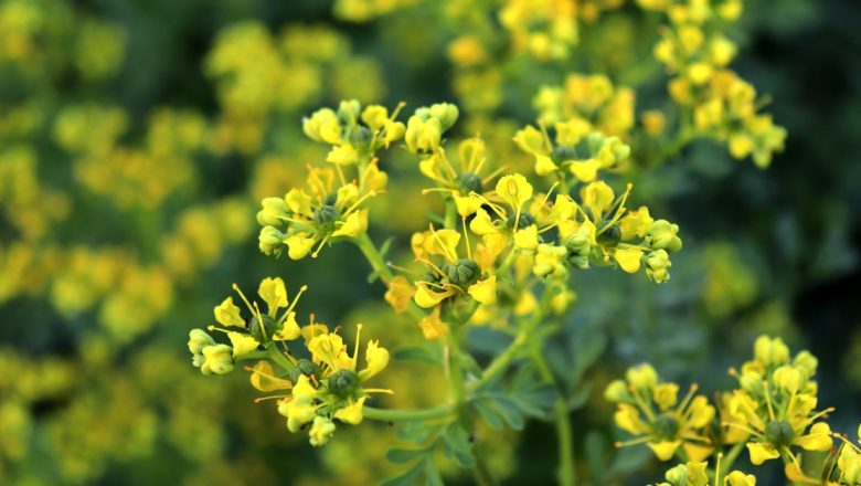 Virnanțul: Planta Terapeutică cu Tradiții Străvechi și Beneficii Remarcabile
