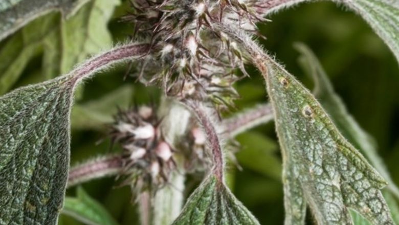 Talpa gâștei: Remediul natural al inimii și al sănătății noastre