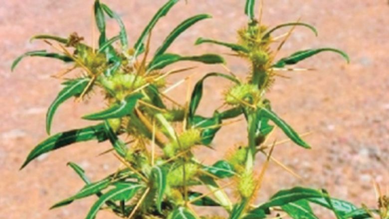 Ghimpele: O Plantă Medicinală cu Beneficii Remarcabile pentru Sănătatea Rinichilor și a Prostatei