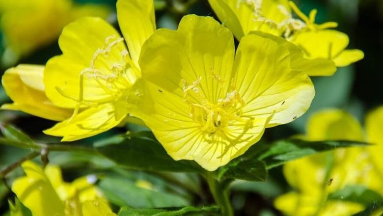 Luminița nopții: O comoară naturală în tratarea bolilor grave