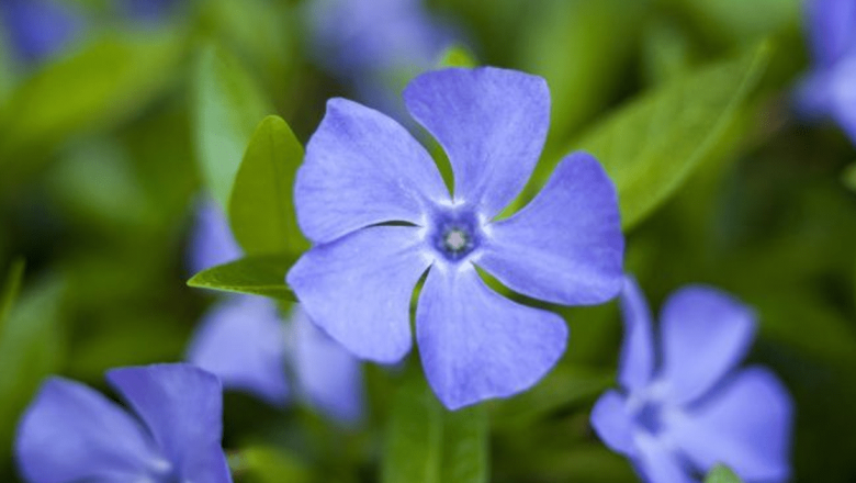 Saschiul: O Plantă cu Beneficii Terapeutice Remarcabile