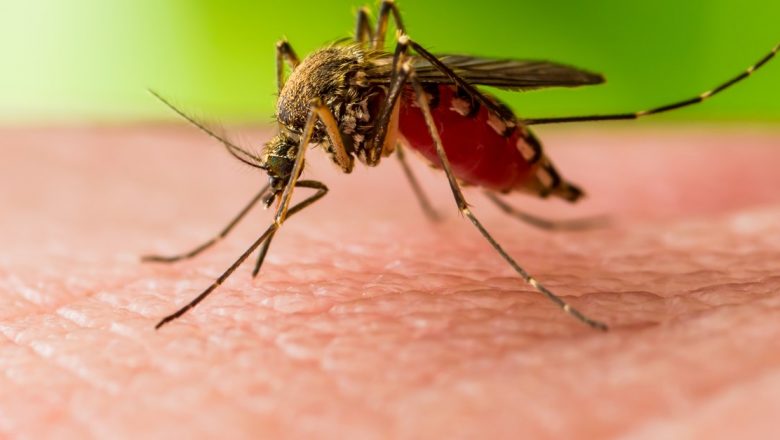 Studiul italian privind ţânţarii și coronavirusul: Ce trebuie să știm despre transmiterea virusurilor prin vectori biologici