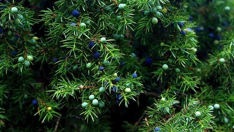 Ienupărul: O Plante Medicinală cu Proprietăți Excepționale pentru Sănătate și Detoxifiere