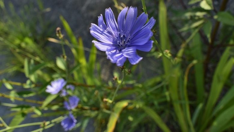 Cicoarea: Un Superaliment pentru Detoxifiere și Remineralizare