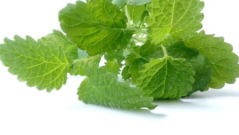 Roinița: Planta cu efecte miraculoase în tratarea astmului și nu numai