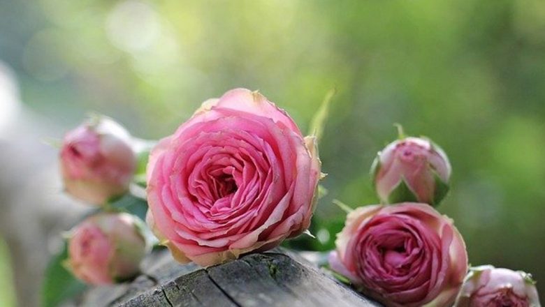 Beneficiile deodorantelor naturale: Cum să-ți faci propriile produse acasă pentru o vară proaspătă și sănătoasă