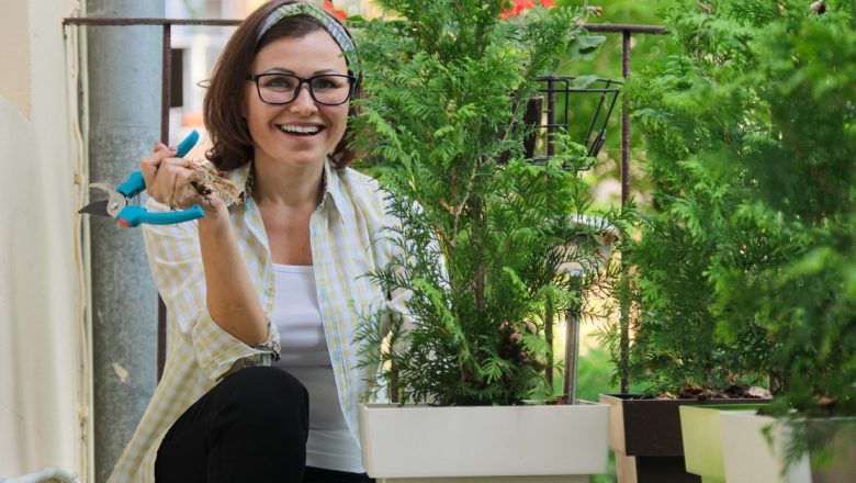 Arborele de Tuia: Un Cămin de Sănătate și Frumusețe
