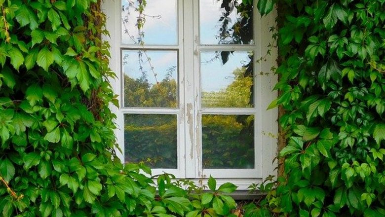 Iedera: O Plante Medicinală cu Beneficii Diverse pentru Sănătate